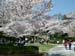 Sakura2
