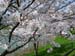 Sakura3