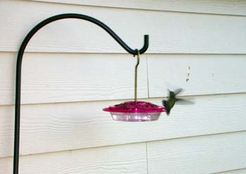 49_Hummingbird