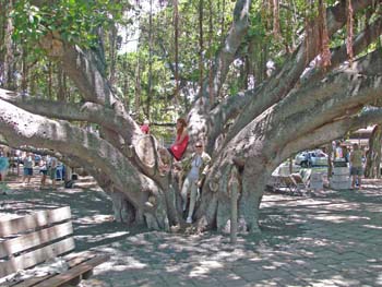 54_Lahaina_Banyan_tree