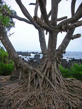 53_Maui_Keanae