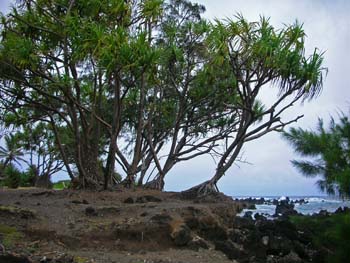 54_Maui_Keanae