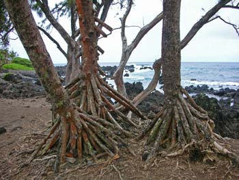 57_Maui_Keanae