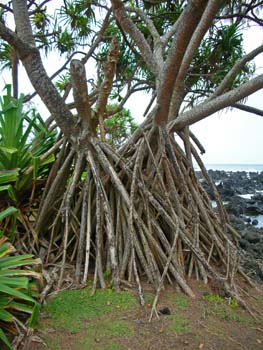 58_Maui_Keanae