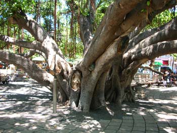 banyan