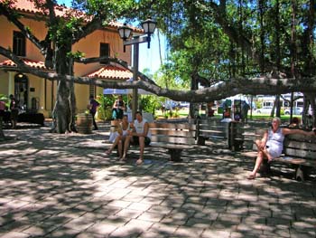 72_Maui_Lahaina_Banyan_tree