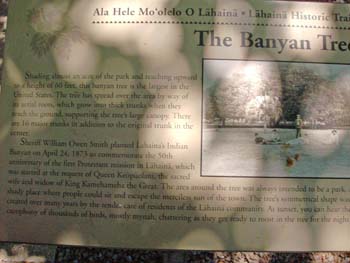 73_Maui_Lahaina_Banyan_tree