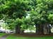 36_Iolani_Palace