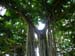 38_Iolani_Palace