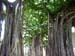 39_Iolani_Palace