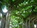 40_Iolani_Palace