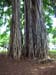 42_Iolani_Palace