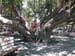 70_Maui_Lahaina_Banyan_tree