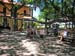 72_Maui_Lahaina_Banyan_tree