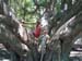 76_Maui_Lahaina_Banyan_tree
