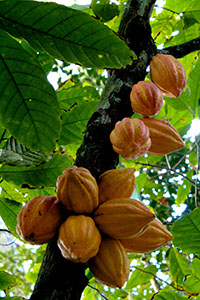 %_tempFileName13_Paraense_Matadecacao%