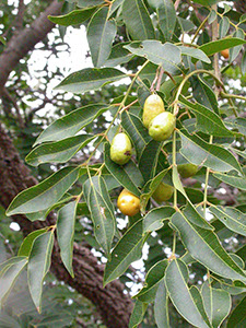 %_tempFileName15_Tapereba_Spondias_mombin_MS4005%