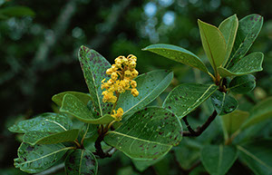 %_tempFileName16_Muruci_Byrsonima_crassifolia_1%