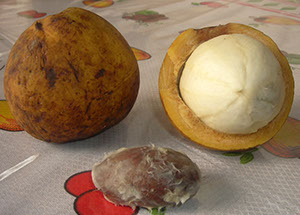 %_tempFileName17_Bacuri_Platonia_insignis_3%