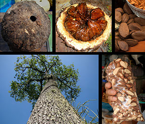 %_tempFileName18_Castanha_Bertholletia_excelsa_compose%