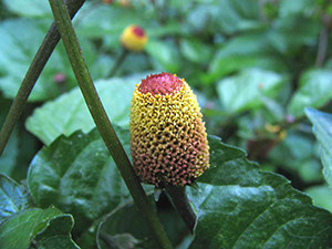 %_tempFileName19_Jambu_Spilanthes%