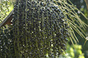 %_tempFileName12_Acai%