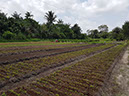%_tempFileName00_Organic_farm_4_Sept_2019%