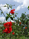 %_tempFileName01_Organic_farm_4_Sept_2019%