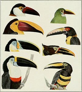 %_tempFileName29_Toucan%
