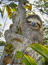 %_tempFileName07_Bradypus%