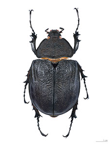 %_tempFileName10_Megasoma_actaeon_Femelle%