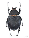 %_tempFileName10_Megasoma_actaeon_Femelle%