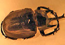 %_tempFileName11_Megasoma_actaeon%