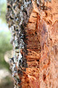 %_tempFileName74_cortica_cork%