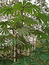 %_tempFileName75_Embauba_Cecropia_glazioui%