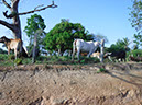 %_tempFileName07_0_Cows_on_the_way_to_the_fishing_communities_31_Aug_2019%