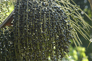 %_tempFileName11_Acai%