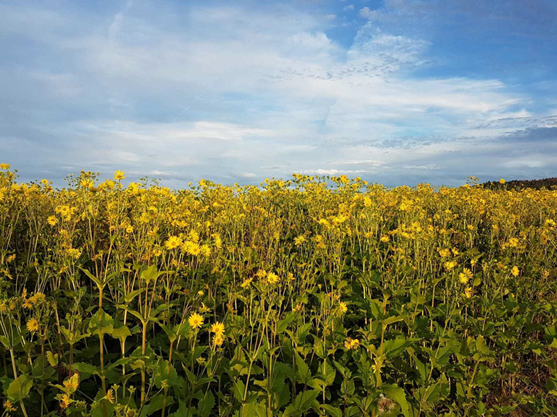 %_tempFileName18_Silphium_perfoliatum%