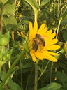 %_tempFileName08_Silphium_perfoliatum%