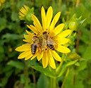 %_tempFileName09_Silphium_perfoliatum%