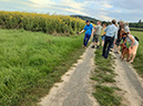 %_tempFileName15_Silphium_perfoliatum%