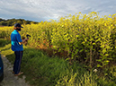 %_tempFileName17_Silphium_perfoliatum%