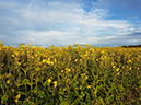 %_tempFileName18_Silphium_perfoliatum%