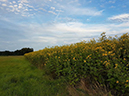 %_tempFileName19_Silphium_perfoliatum%