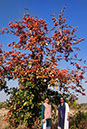 %_tempFileName014_Palash_tree_18_Feb_2023%