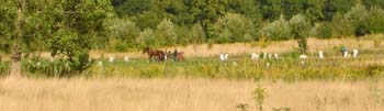 04_Papas_Felder_vom_Friedhof_Kartoffeln_werden_gelesen