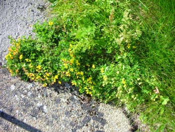 26_blomster_ved_fyrtaarnet