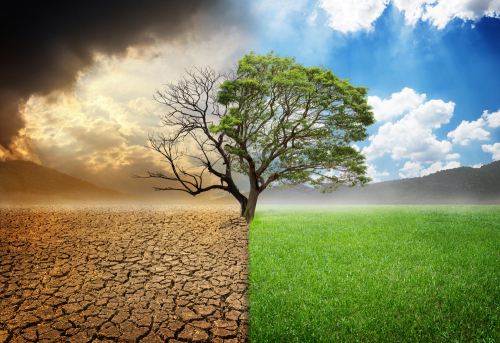 Environmental and global warming concepts_ Live and dead big tree